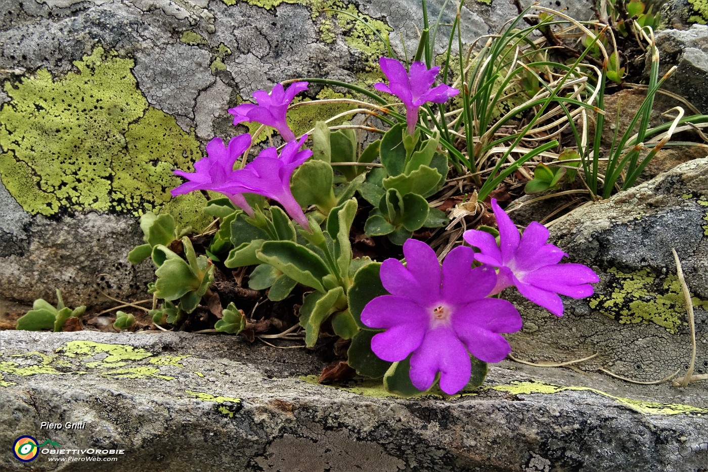 36 Primula  irsuta (Primula hirsuta).JPG